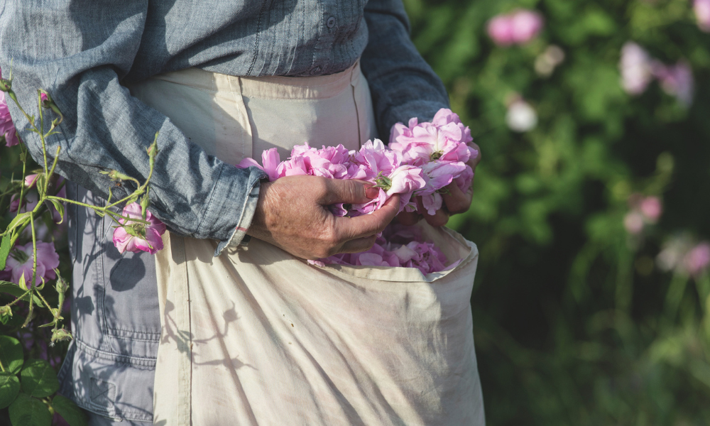 FROM FLOWERS TO FRAGRANCE: AT CHANEL'S MAY ROSE HARVEST - Buro 24/7